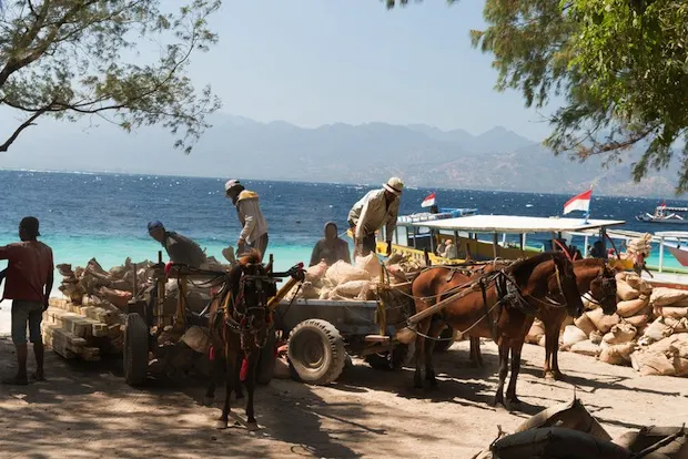 Ponies on Gili Trewangen