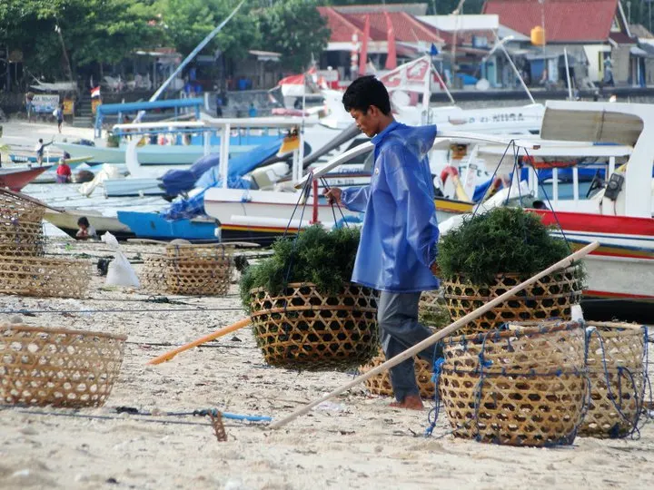collecting seaweed Nusa Lembongan Bali