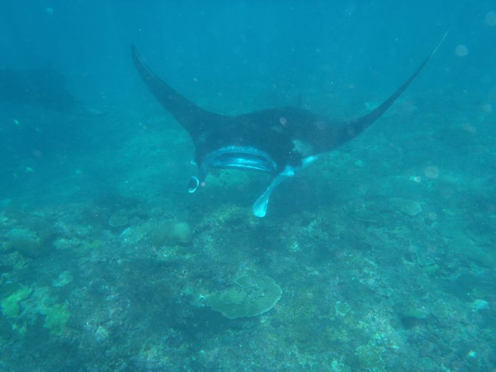 scuba diving with manta rays