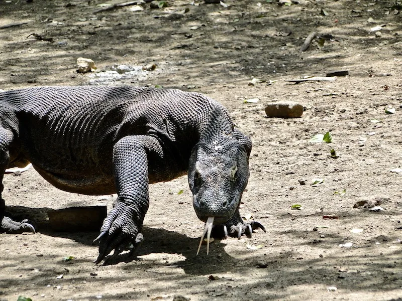 Visiting Komodo National Park