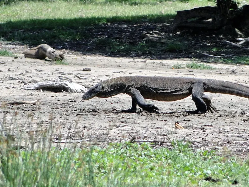 Visiting Komodo National Park