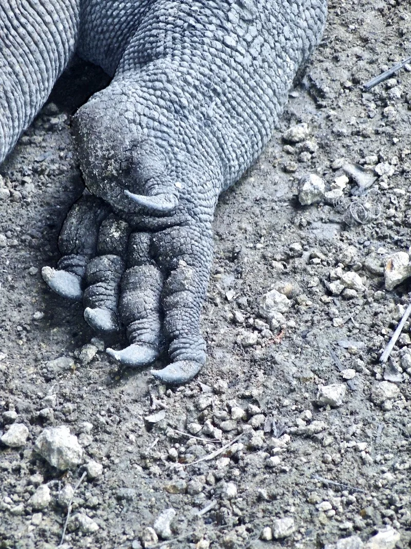 Visiting Komodo National Park