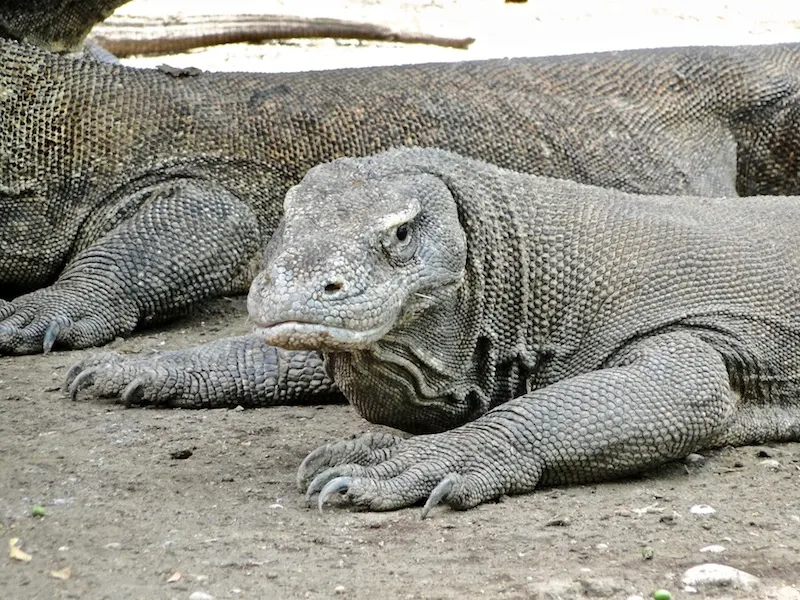 Visiting Komodo National Park