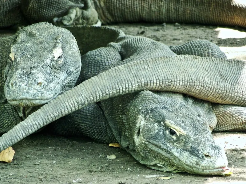 Visiting Komodo National Park