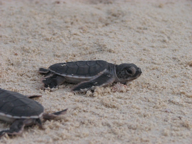 Turtle Islands