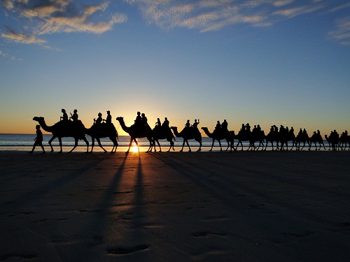 Sunset Sunday: Camels on 80 mile beach, WA.