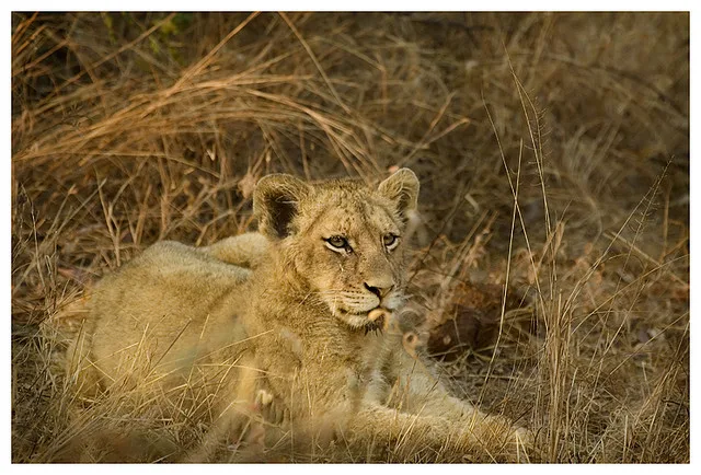 Female lions in kruger national park