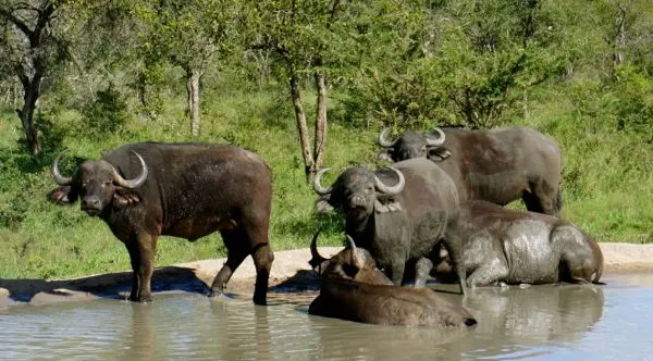 Buffalo in Kruger National Park, South Africa