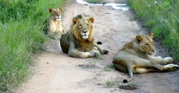 Lions in South Africa, Kruger National Park
