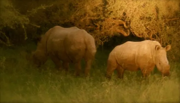 Rhinos in Kruger National Park, South Africa