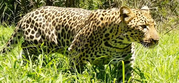 Leopard in Kruger National Park, South Africa