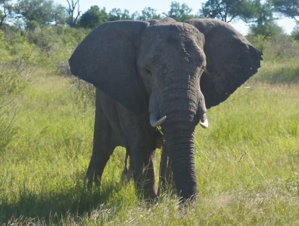elephant in kruger national park