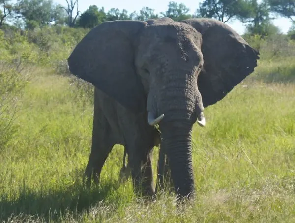 elephant in kruger national park