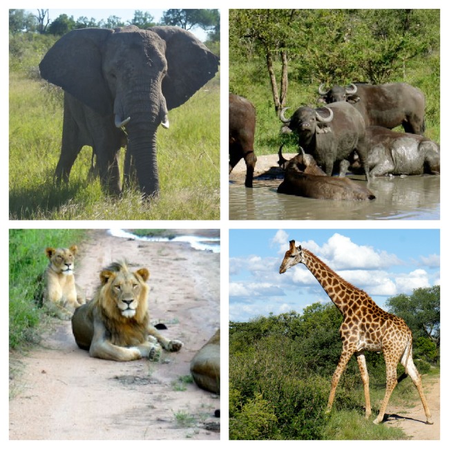 Elephants, buffalo, lions and giraffes in Kruger National Park, South Africa