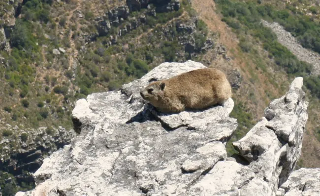 Dassie Rock Rabbit