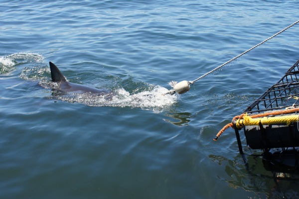 Shark Cage Diving in South Africa