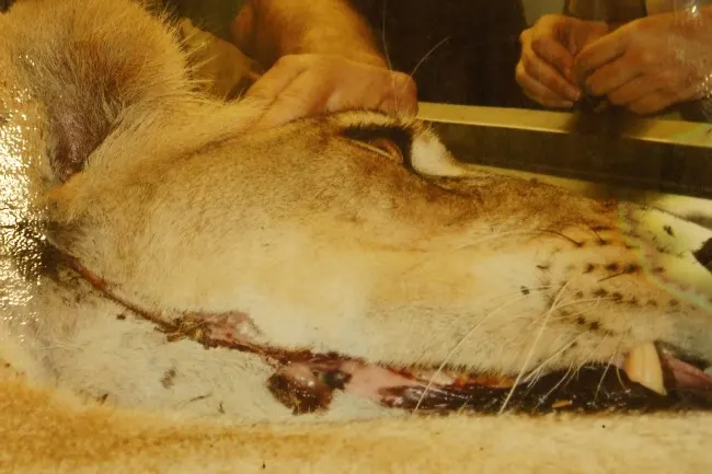 The lion was operated on a released a few months later