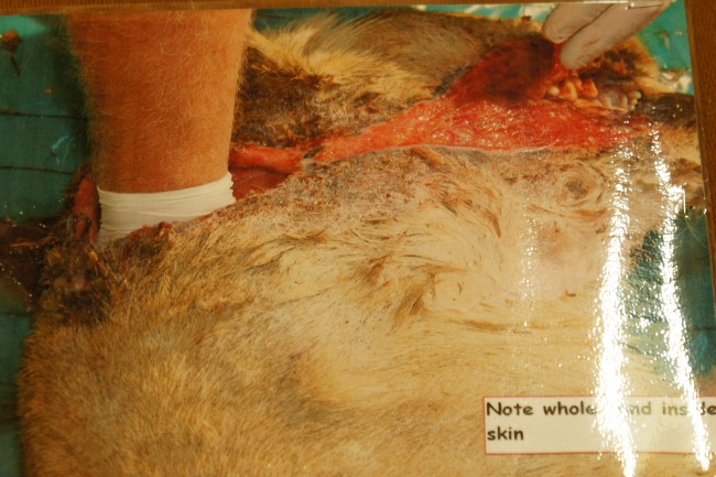 lion wound