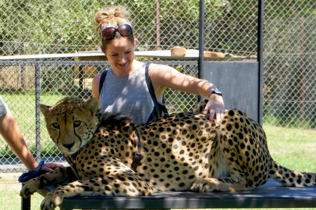 petting a leopard