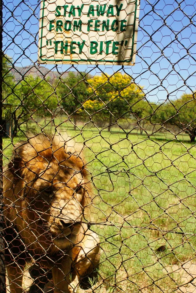 lion in conservation park