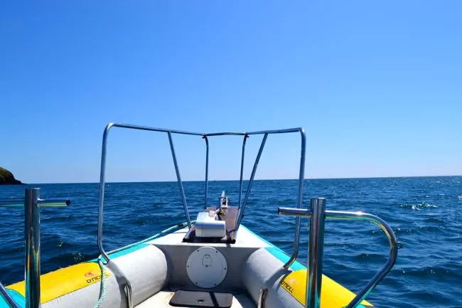 Flying through the waves on a sea safari