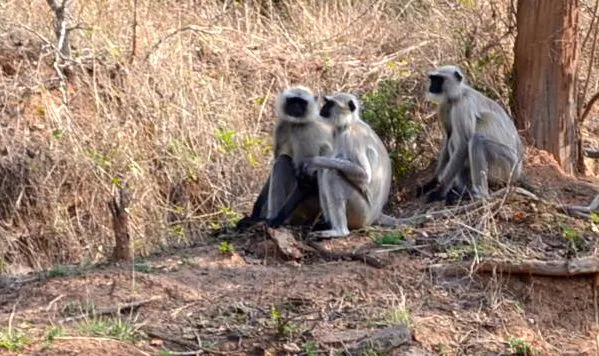 Monkeys in Bhandhavgarh National Park