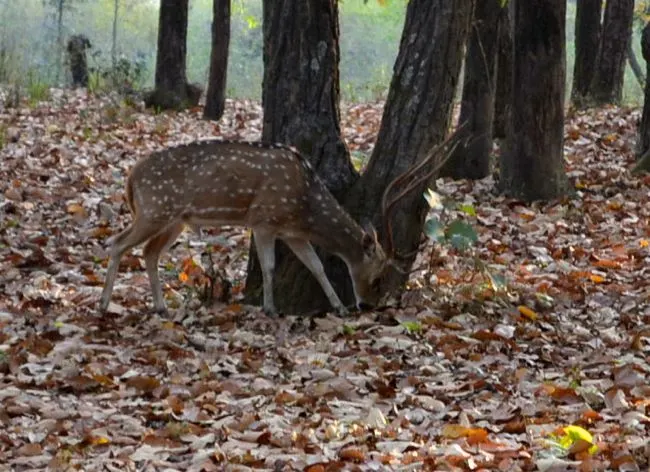 deer in Bhandhavgarh National Park