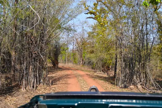 safari in Bhandhavgarh National Park