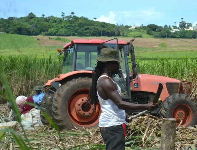 Chopping sugar can in the fields in Barbados