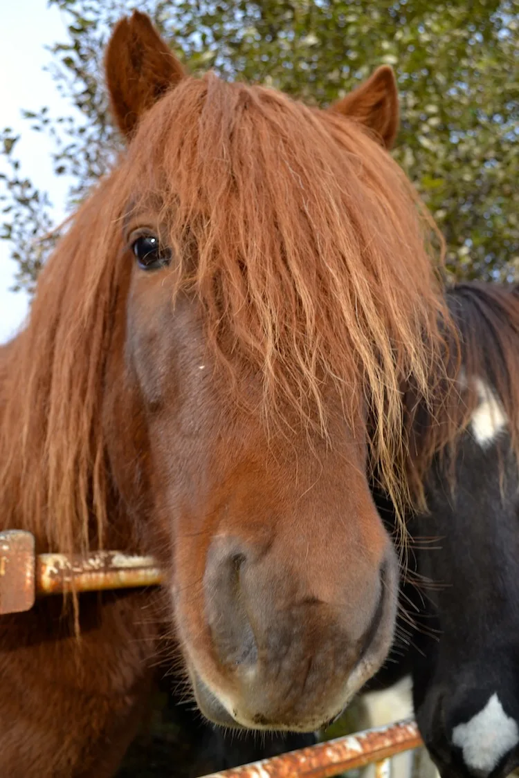 Icelandic horse