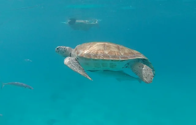 Swimming with turtles