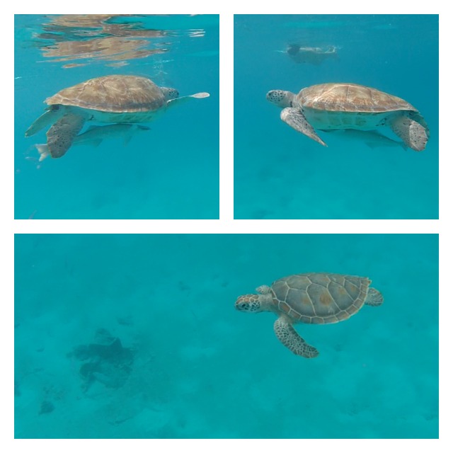 swimming with turtles