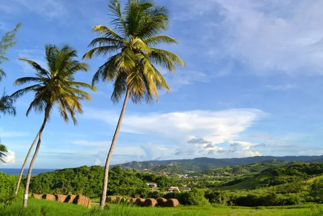 Barbados countryside