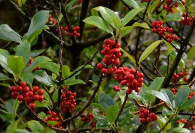 Bright berries in Ireland