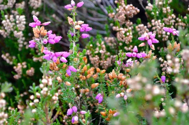 purple heather in Ireland