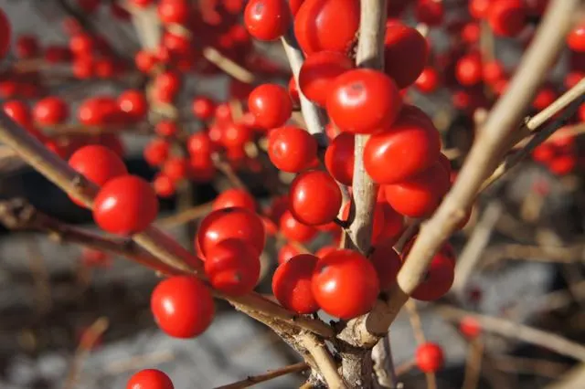 Berries on the High Line New York