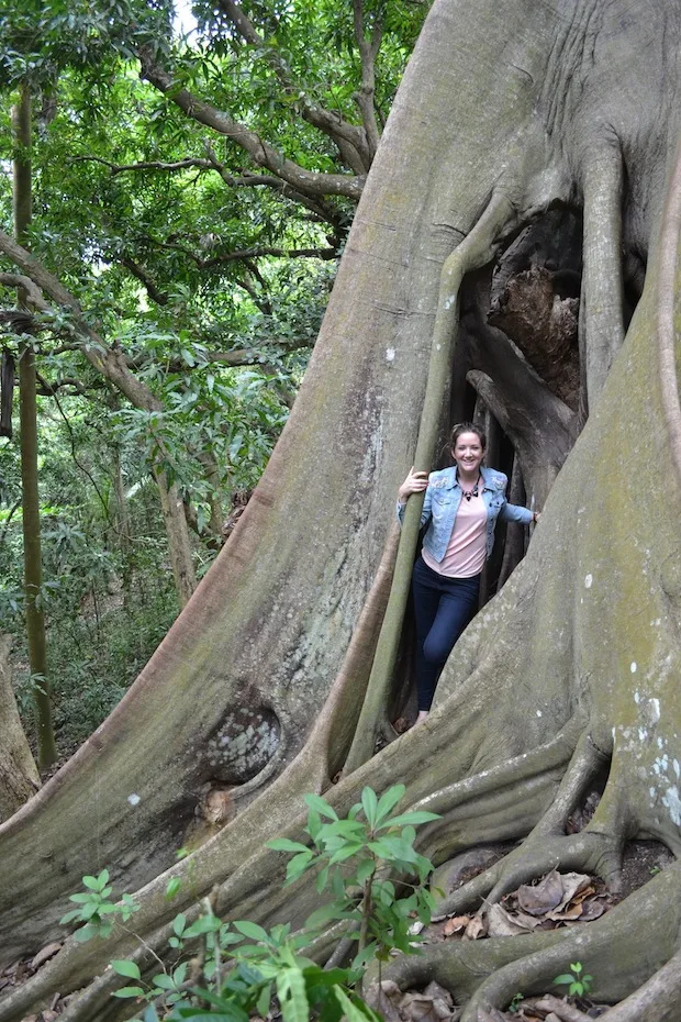 Inside the trees in St Kitts