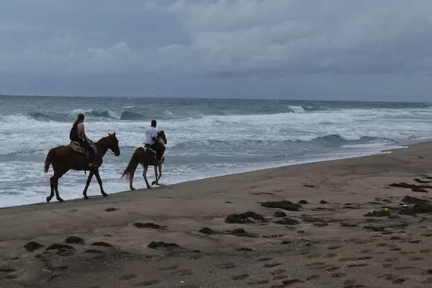 Morning horse riding along the beach