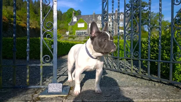 Penmaenpool With Dog