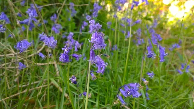 Penmaenpool bluebells