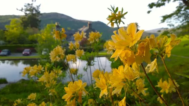 Penmaenpool flowers