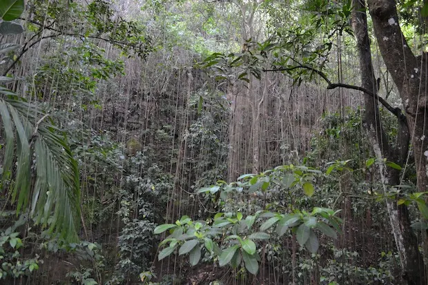 Rainforest in St Kitts