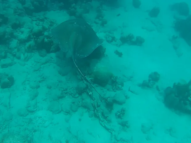 Stringray in Barbados