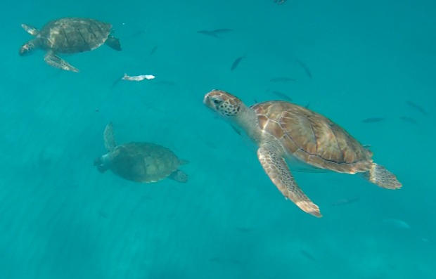Catamaran Cruising and Swimming with Turtles in Barbados