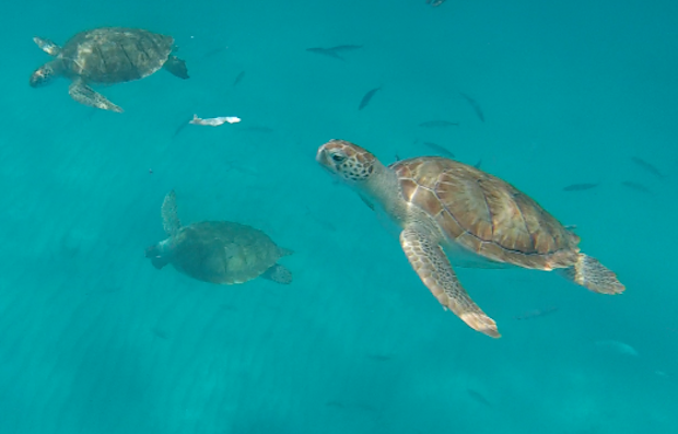 swimming with turtles in barbados