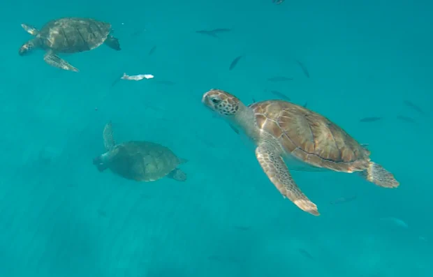 Swimming with turtles in Barbados