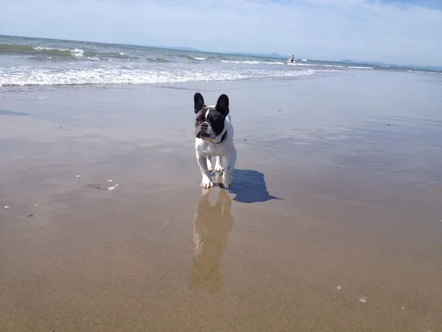 Talybont Beach with dog