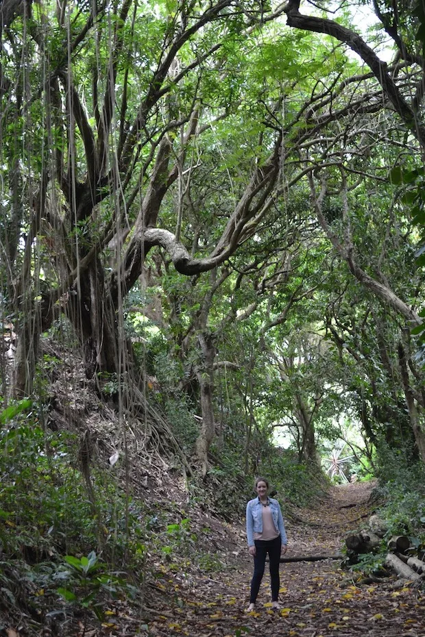 The Travel Hack Ottleys Plantation House St Kitts