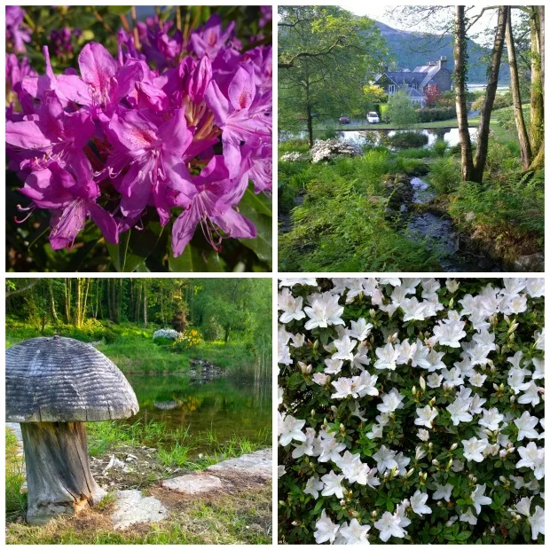 flowers at Penmaenpool Dolgellau.jpg