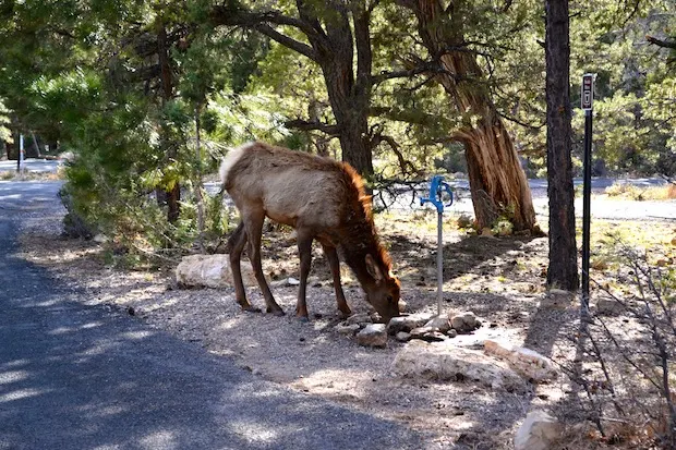 Elk at Grand Canyon camping ground